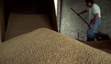 На 9 ноября намолочено 63,7 млн т зерна