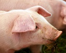 Цены на живых свиней выросли на 7%