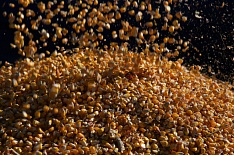 Минсельхоз США снизил прогноз урожая кукурузы и подсолнечника в России