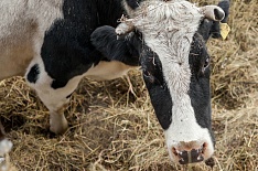 Молочный союз просит ФАС разобраться в регулировании молочного рынка