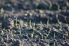 Убытки аграриев из-за падения цен на зерно оцениваются в 50 млрд рублей