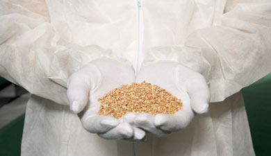 Запасы зерна снизились на 10 млн т