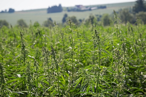 В Свердловской области открылась ферма для выращивания технической конопли