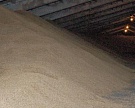 Россия может снизить экспорт зерна в феврале