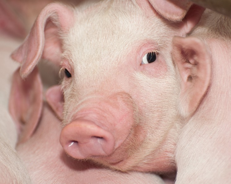 Генетика made in Russia. Ввоз чистопородных племенных свиней за пять лет сократился в 3,7 раза