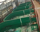 Крупное рыбоводческое хозяйство запущено в Калужской области