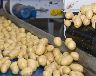 Картофель с рентабельностью нефти — Журнал «Агротехника и технологии» –Агроинвестор
