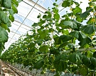 «Технологии тепличного роста» строят еще один овощной комплекс на 10-12 га