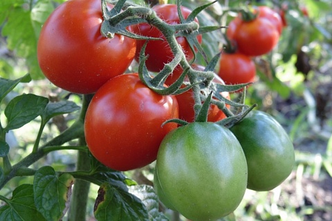 Минсельхоз хочет увеличить квоту на импорт томатов из Турции