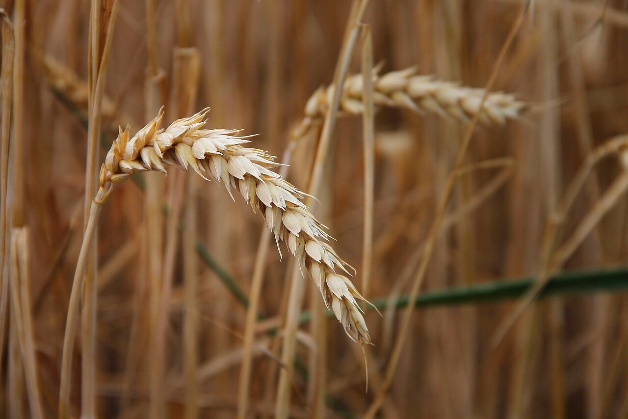 Правительство рассматривает запрет экспорта зерновых