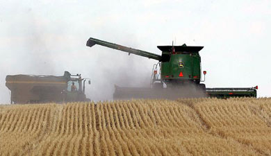 Росстат: сбор зерна к 1 сентября был на треть ниже, чем в 2009 г.
