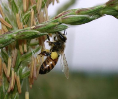 Обработка семян неоникотиноидами может вредить пчелам