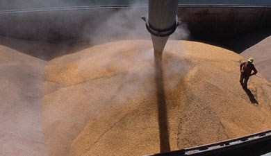 До конца сезона экспорт зерновых достигнет 26,4 млн т