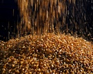 Урожайность кукурузы в России выросла почти в четыре раза