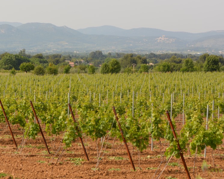 Россельхознадзор провел инвентаризацию 18,2 тысячи гектаров виноградников