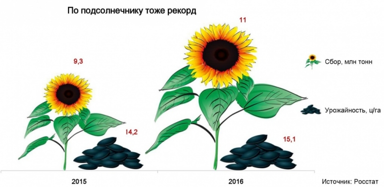 Подсолнечник