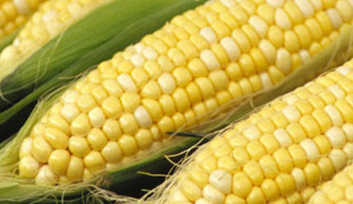 Продолжаются торги кукурузой из госфонда