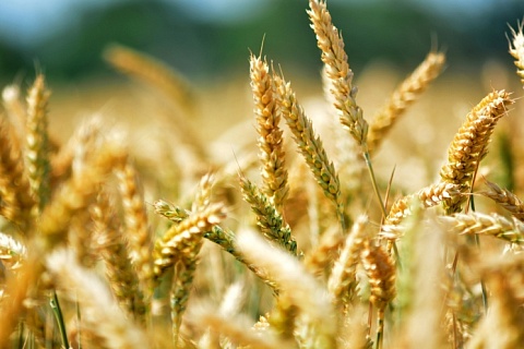 Россия нарастила экспорт продуктов глубокой переработки зерна