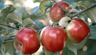 Великолукская сельхозакадемия защитила яблони