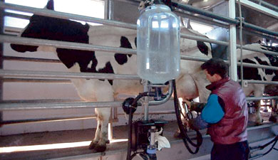 Тверская обл. на 30% увеличит производство молока