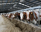 «ЭкоНива» увеличила производство молока на 12 тысяч тонн