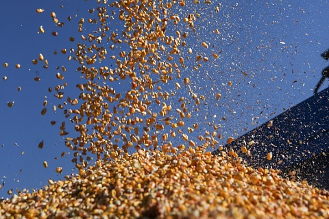 В 2023 году импорт семян кукурузы может снизиться на 40%