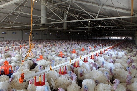 «Дамате» построит комбикормовый завод за 1,2 млрд рублей