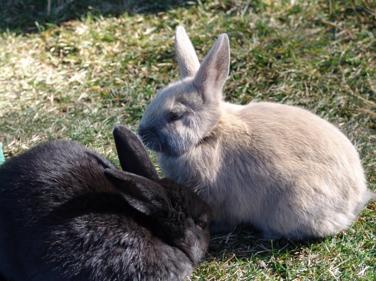 Кролиководы наметили программу развития отрасли