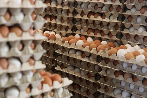 Минсельхоз: дефицита яиц в России не ожидается