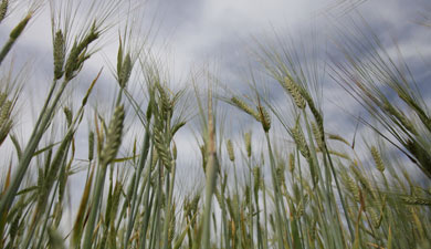 Цены пшеницы — на годовом максимуме