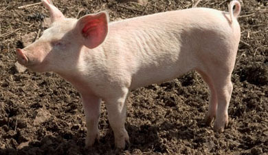 С 23 августа снижаются пошлины на ввоз свинины и живых свиней
