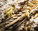 Мукомолы обеспокоены низким качеством пшеницы нового урожая