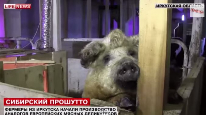 Сибирские фермеры разводят редких венгерских свиней