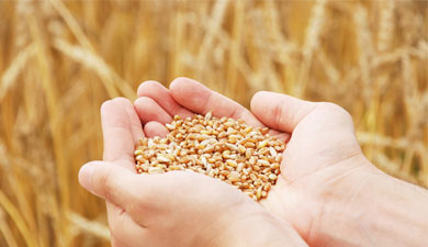 Производство зерна в России к 2015 г. увеличится до 102 млн т