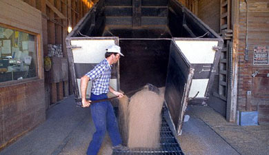 Правительство планирует залоговые закупки зерна