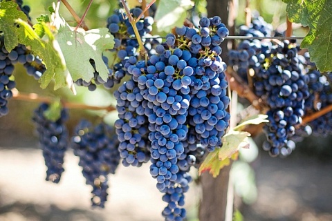 Господдержка виноградарства до 2030 года превысит 25 млрд рублей