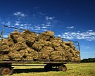 Ослабление цен на пшеницу стимулирует спрос