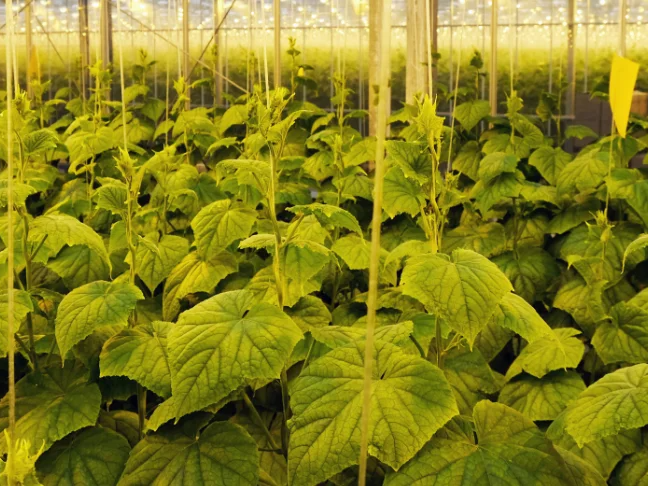 «Горкунов» вложит 5 млрд рублей в расширение тепличного комплекса «Смоленский»