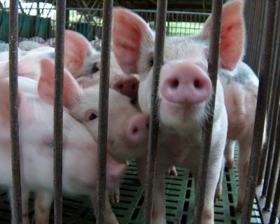 Запрещен ввоз в Россию свинины из Латвии