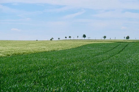 Минсельхоз: более 5 млн гектаров сельхозземель можно оперативно ввести в оборот