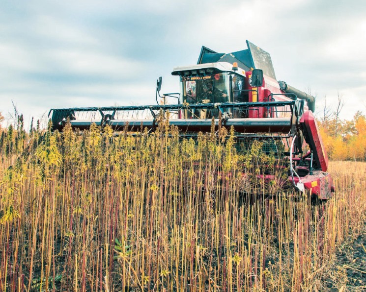 Выращивание конопли в поле даркнет онлайн попасть на гидру