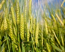 Прогноз мирового урожая пшеницы повышен до нового рекорда