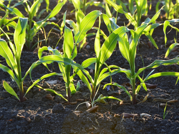 Кукурузный реванш. Рынок посевного материала кукурузы продолжает расти