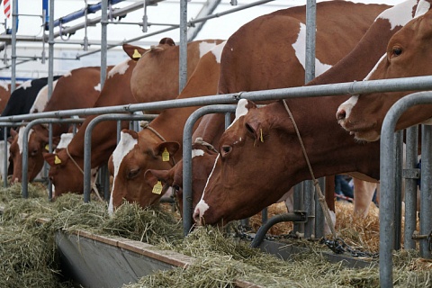 Один из богатейших бизнесменов России вложит 18 млрд рублей в молочное животноводство