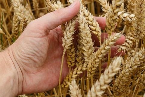 Качество и доля продовольственной пшеницы стали рекордными за 20 лет