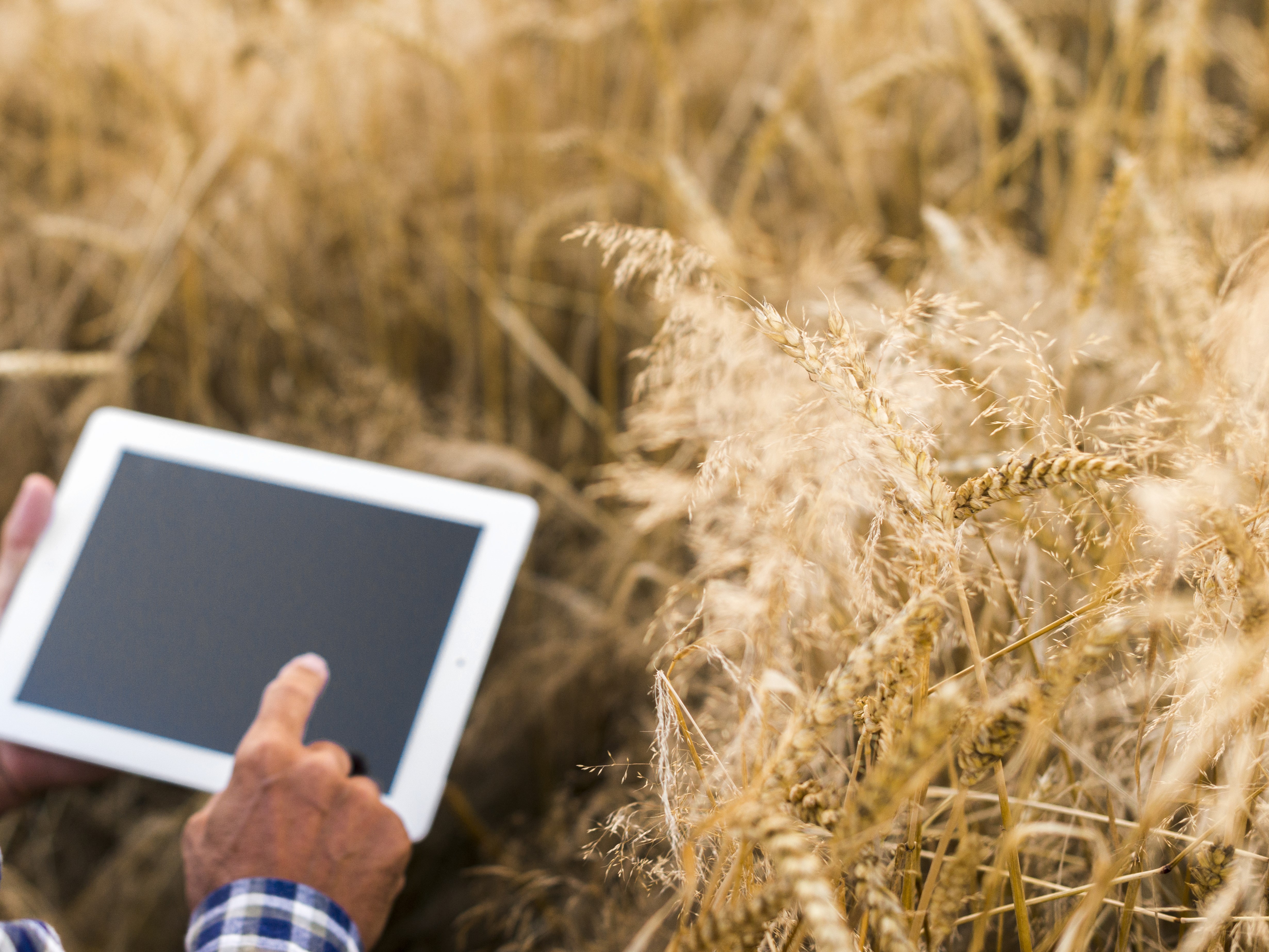 К 2030 году минимум 80% предприятий АПК должны перейти на отечественное&nbsp;ПО