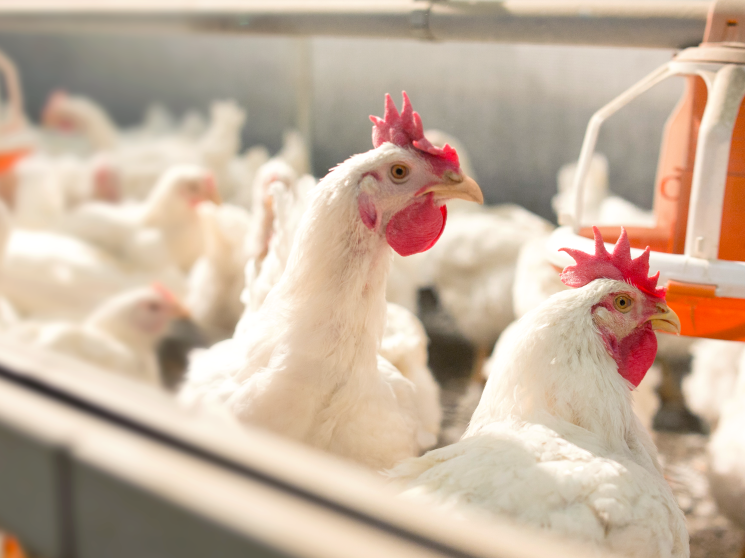 Мясо птицы и яйцо в эпоху выбора. Как завоевать насытившегося потребителя