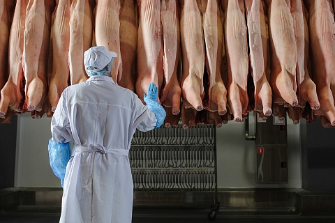 «Агроэко» по итогам года может войти в топ-3 производителей свинины