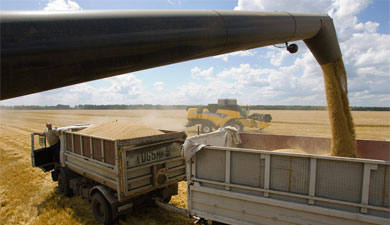 МСХ: урожай зерна составит 72?73 млн т