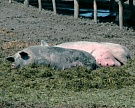 В Ленинградской области до конца года уничтожат 1,2 тыс. свиней